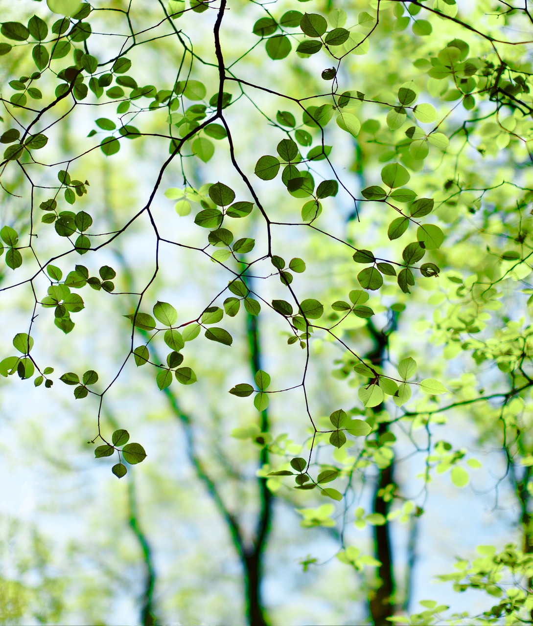 Green Tress and Sunlight