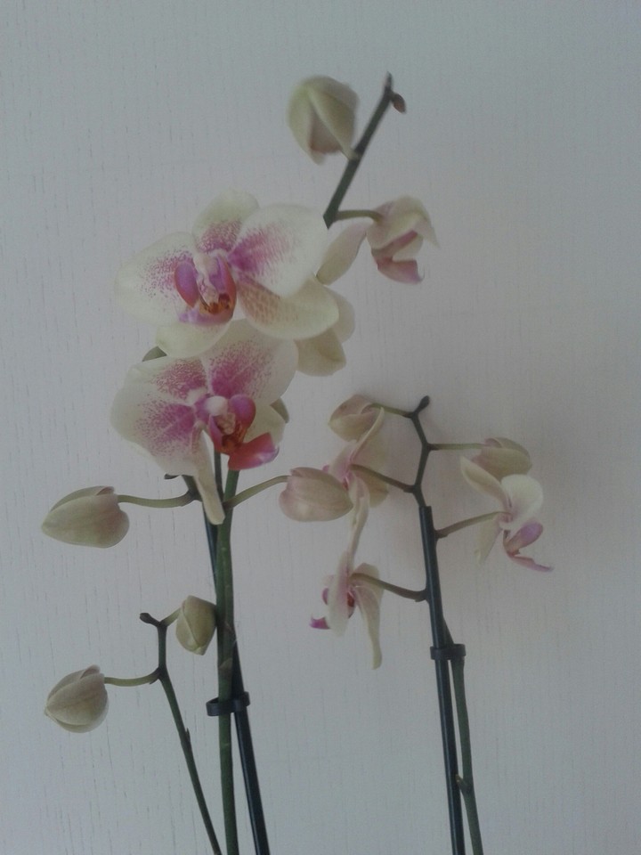 Blume