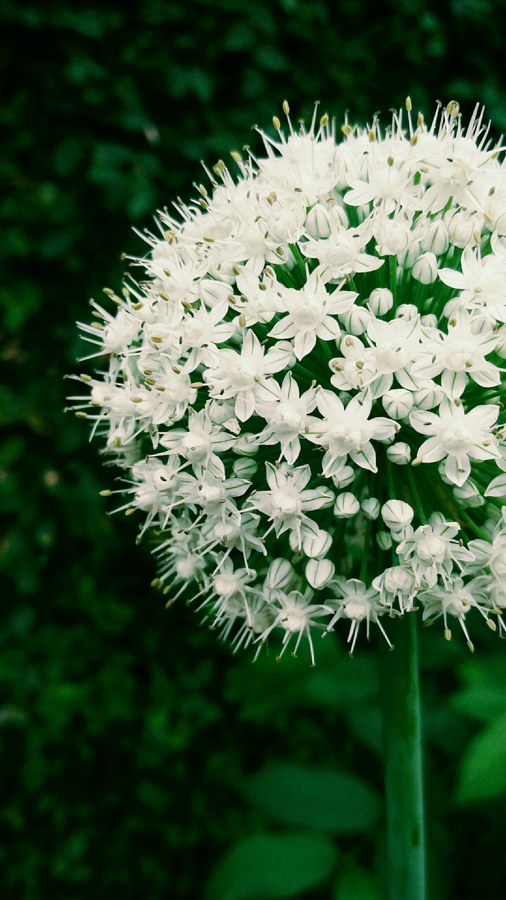 garlic flowers