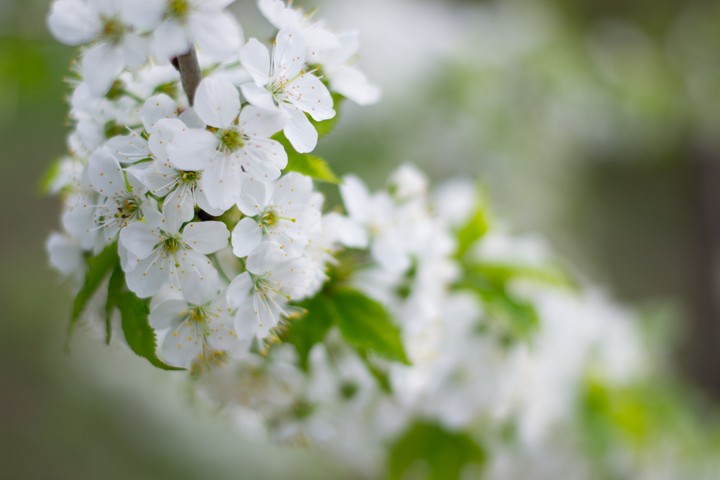 spring