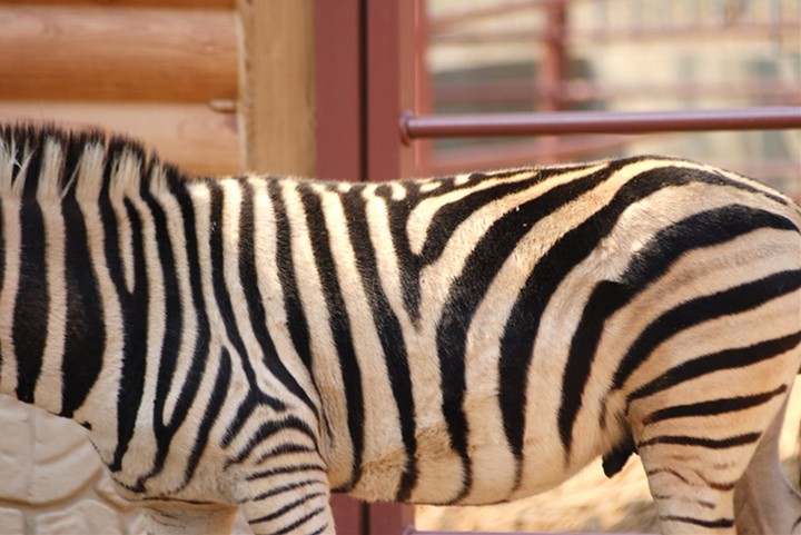 Animal