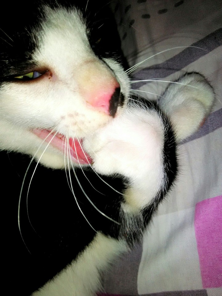 cat