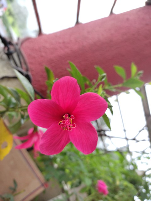 #Flower