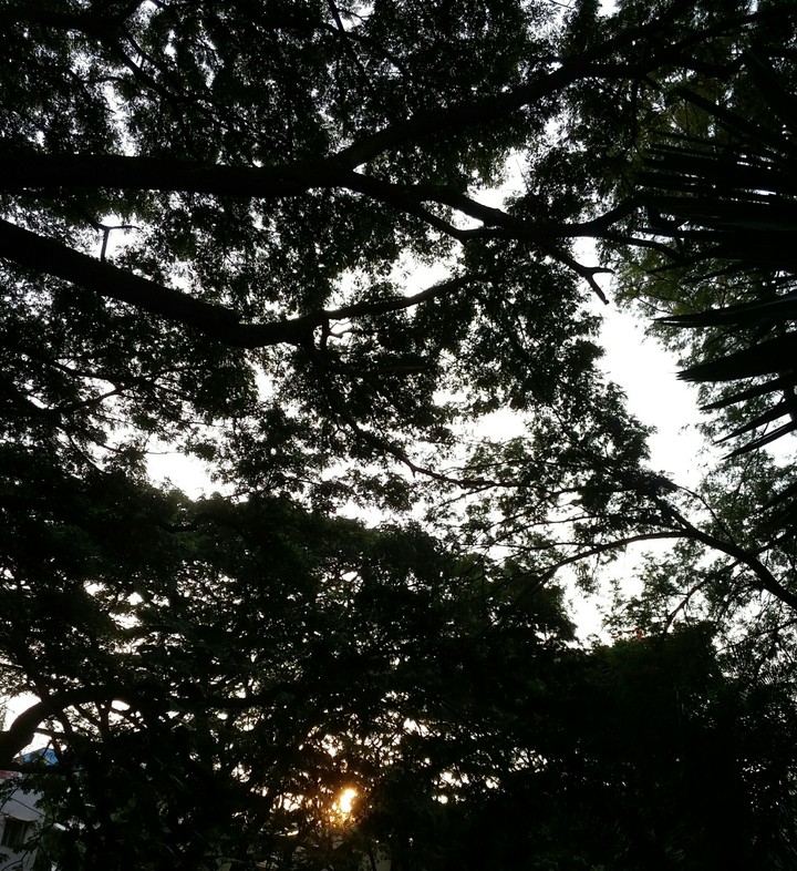 An evening at forest