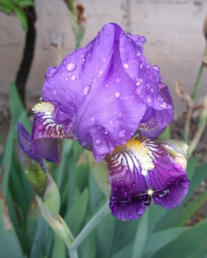 Iris