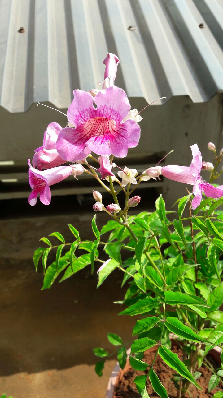 garden flower