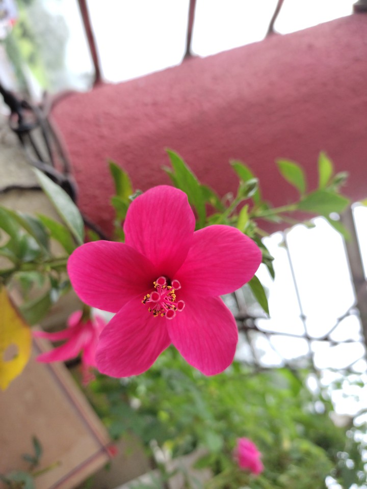 #Flower