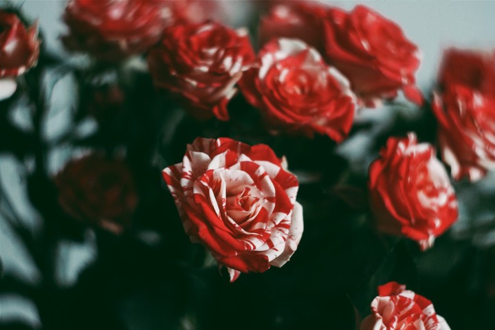 flowers