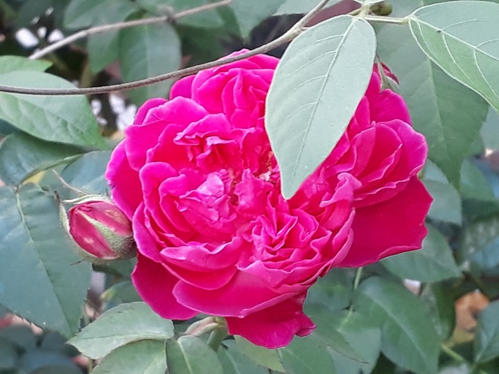 rose