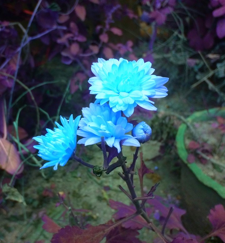 blue