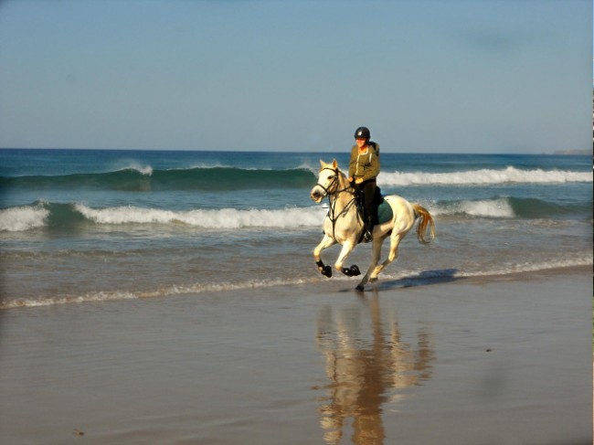 horses