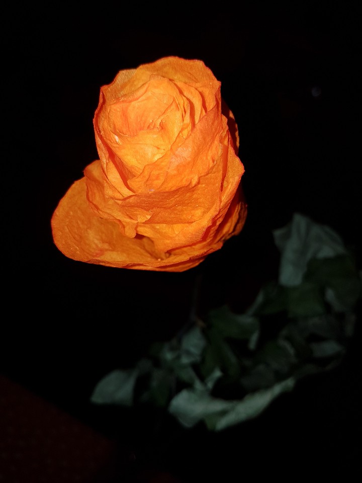 rose