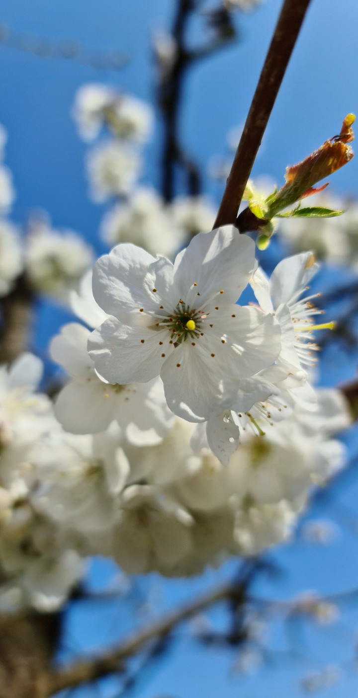 cherry