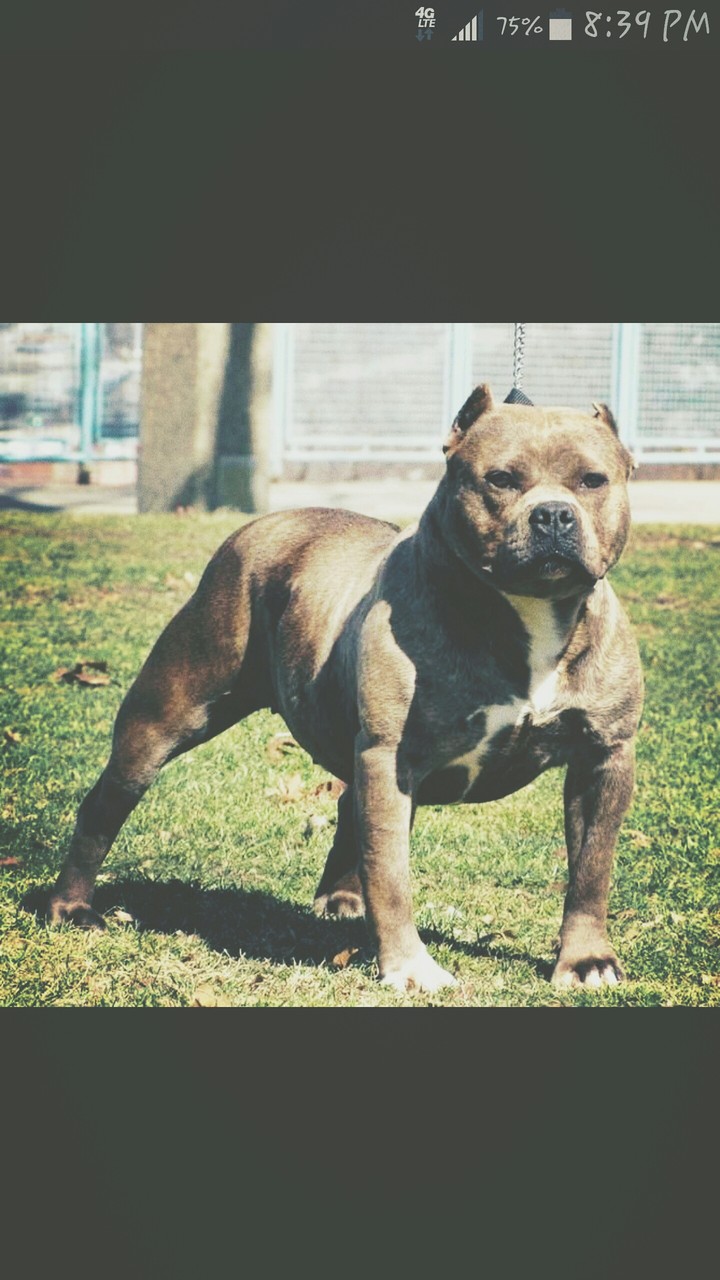 I whant this dog!!!