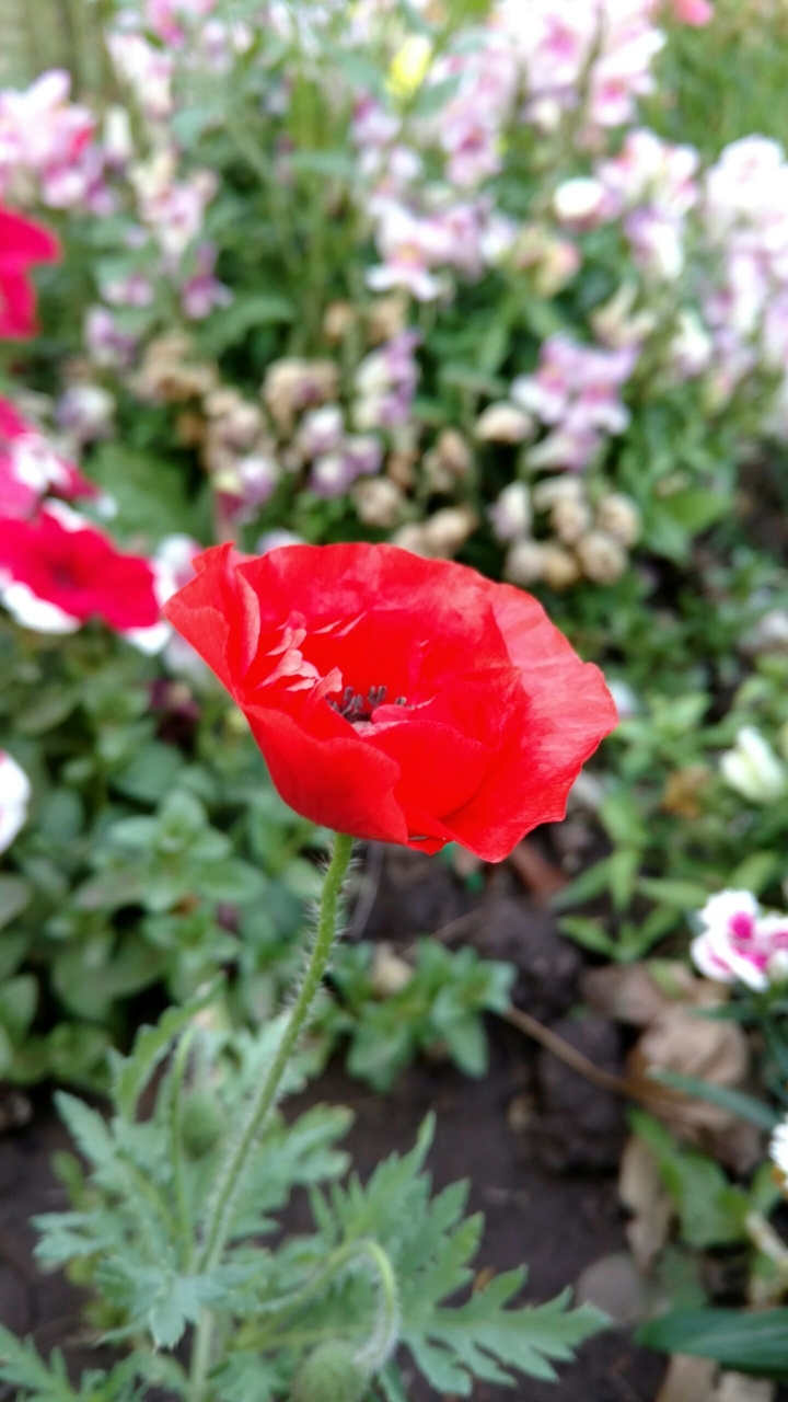 Amapolas