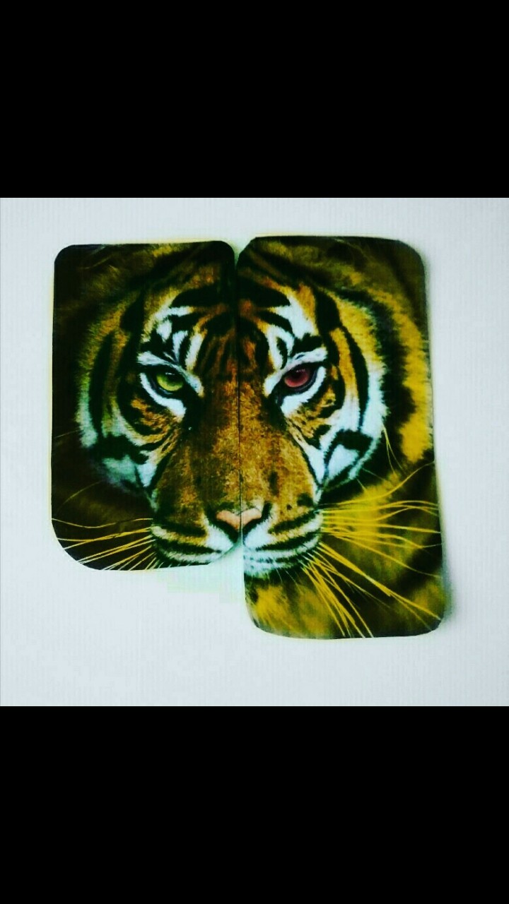 tiger