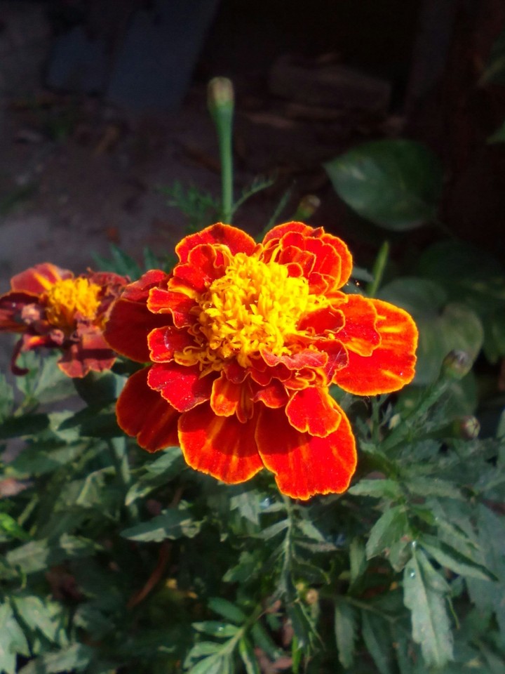 flower