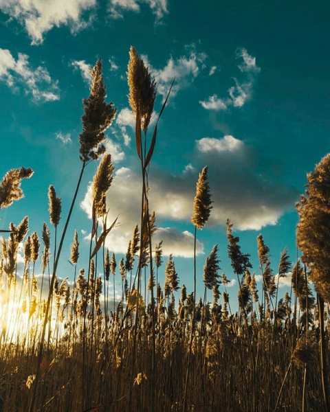 шпалери sunlight, beautiful