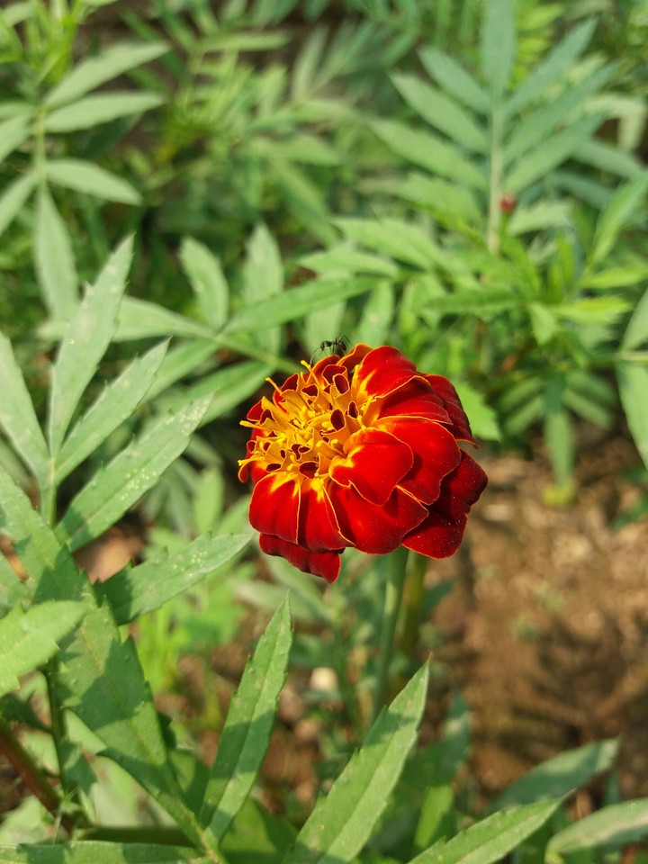 flower