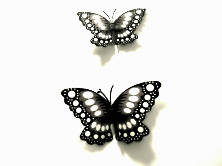 Feel freedom like Butterflies