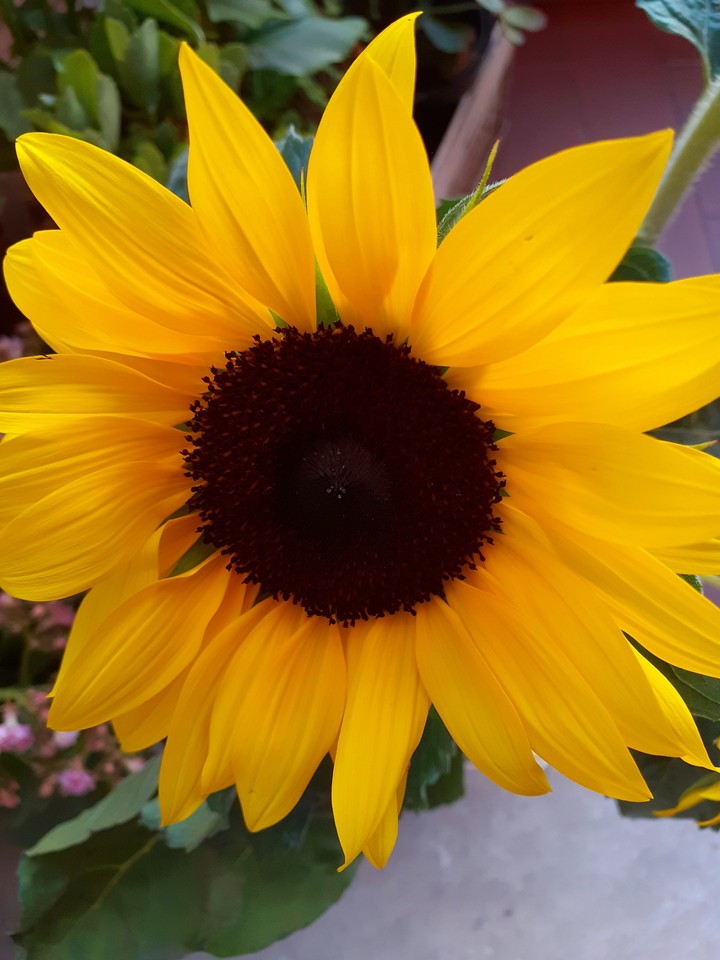 stupendo girasole