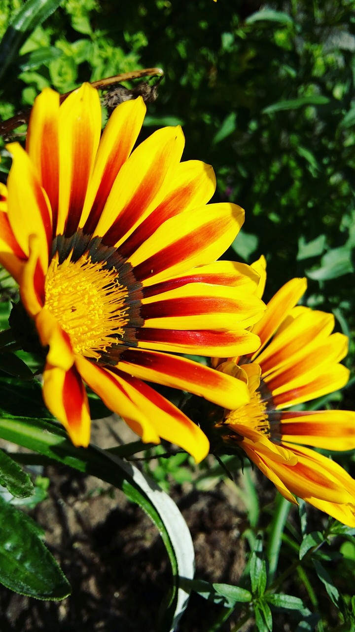 NATURE
