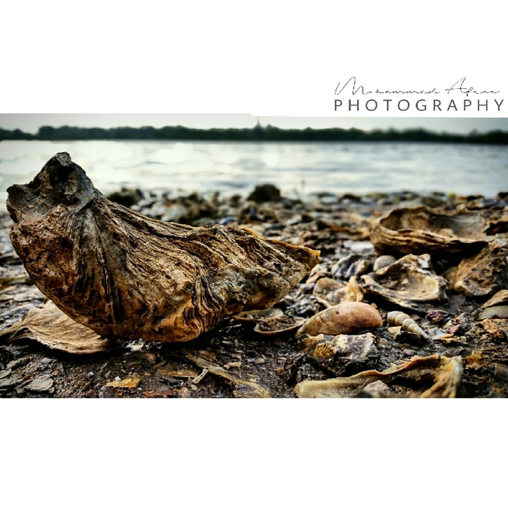 Sea Shell By The seA ShoRe