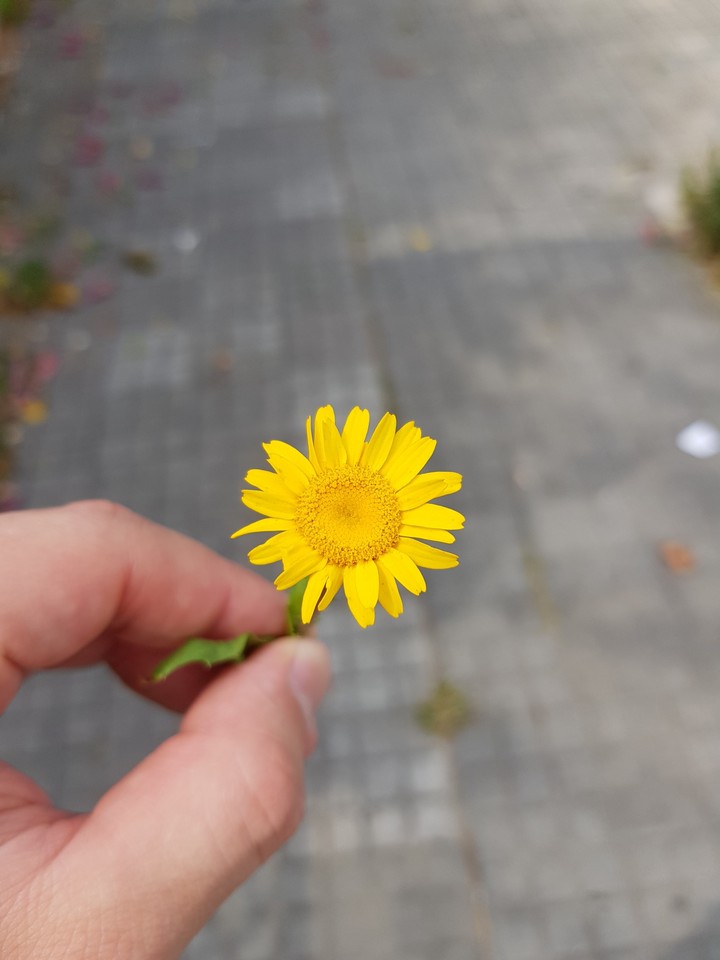Girasol