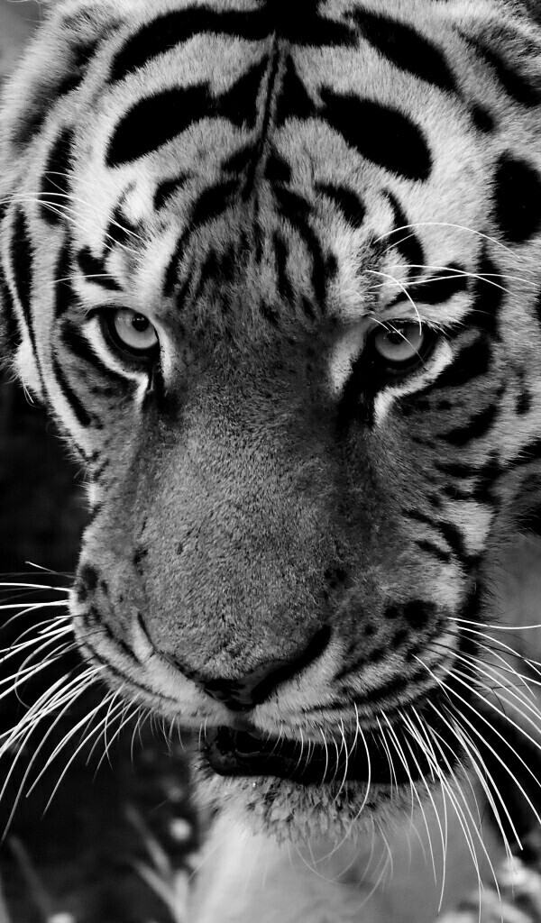 black&white tiger
