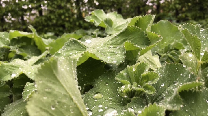 Raindrops