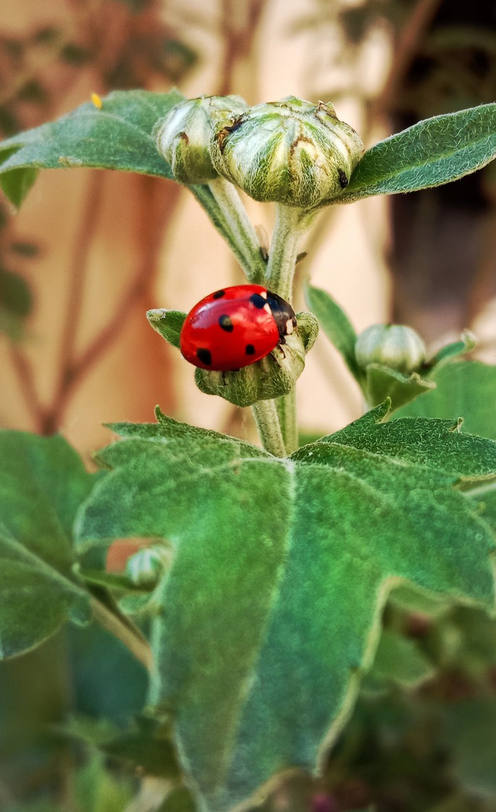 lady bug