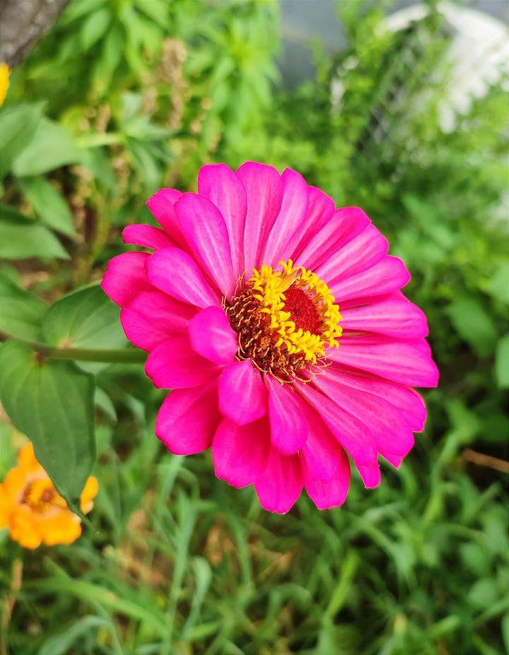 Zinnia elegans 2