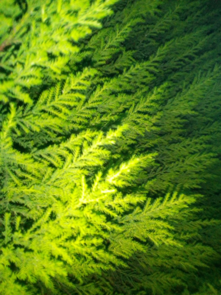 green Leaf