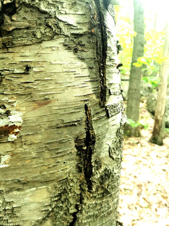 Nature