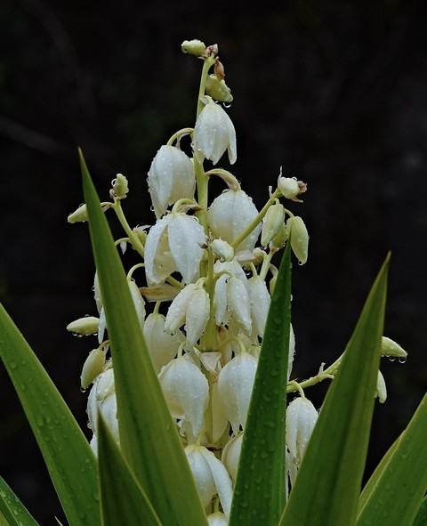 tapety pedicel, wildflower