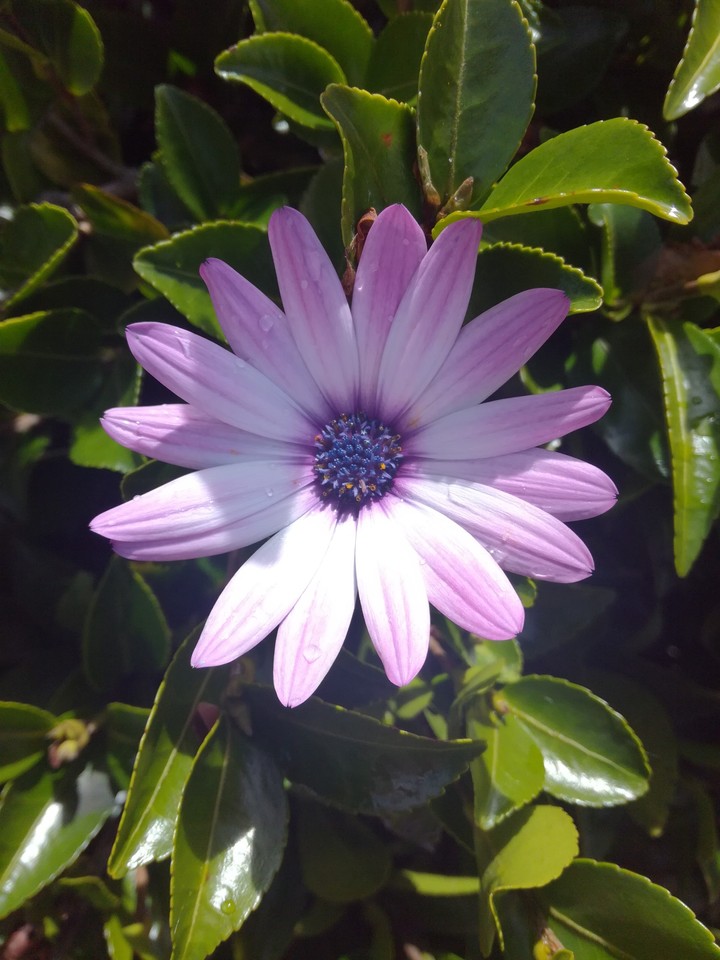 purple flower