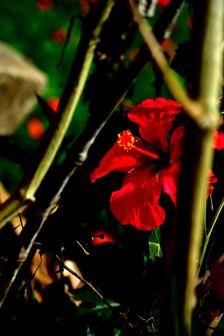 red
