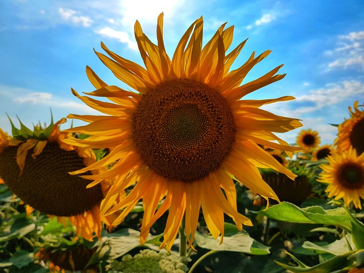 Sunflower