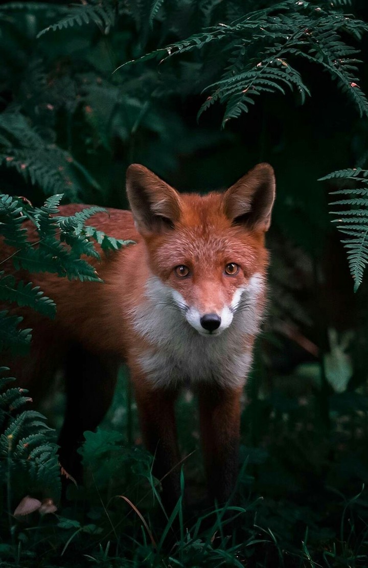 #fox