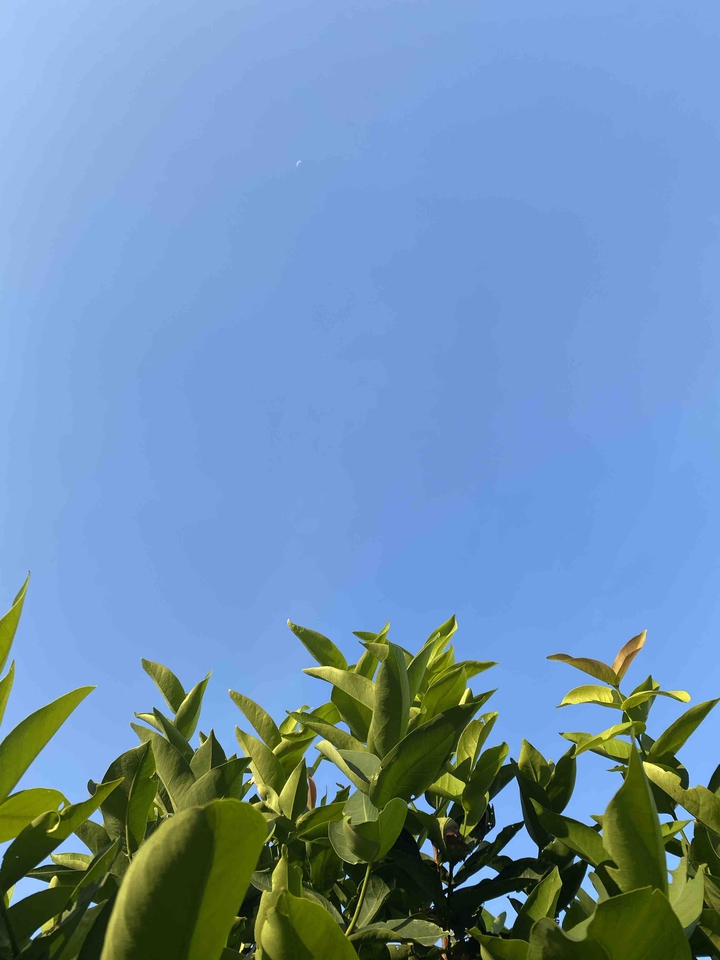 Plum tree