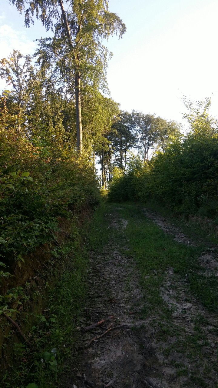 forest path