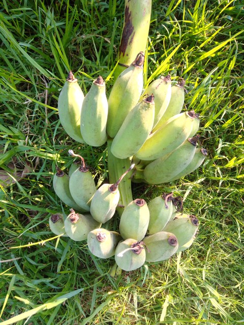banana