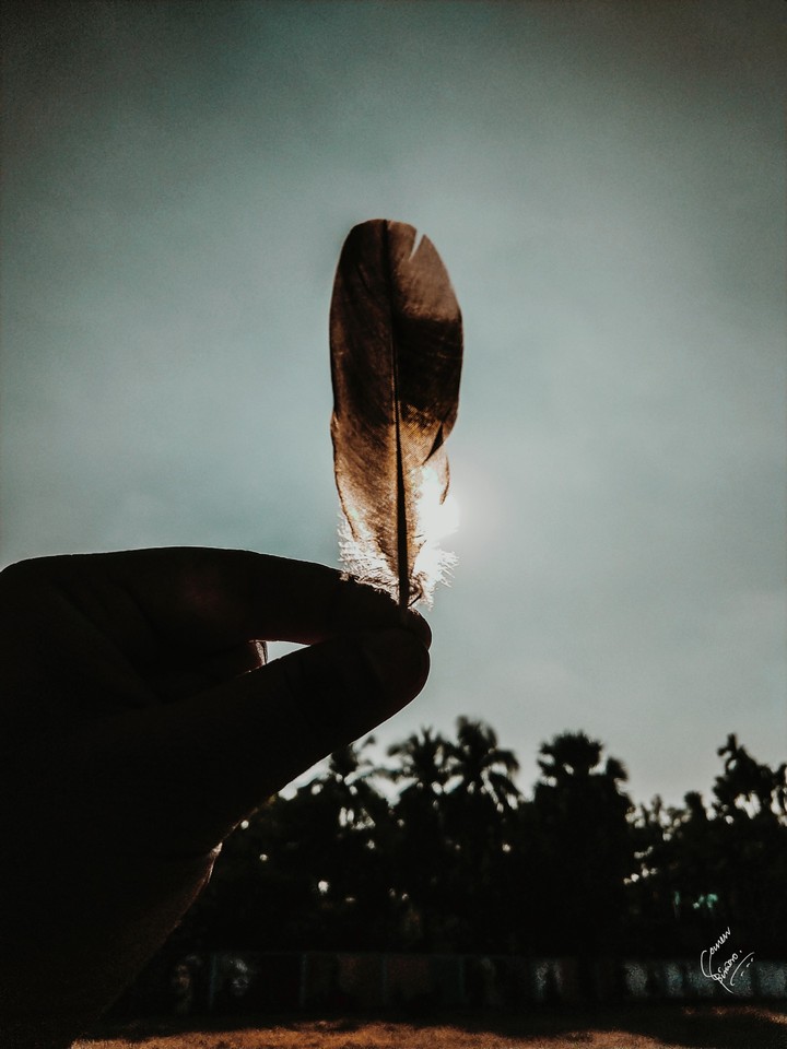 The light shade near the bird feathers