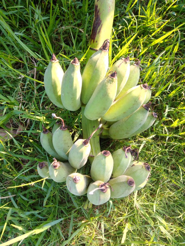 banana