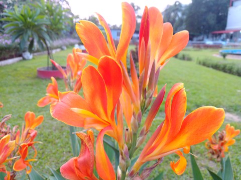 flower