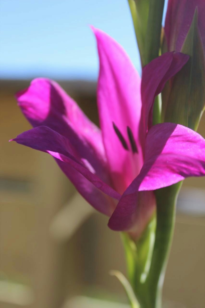 Sword lily