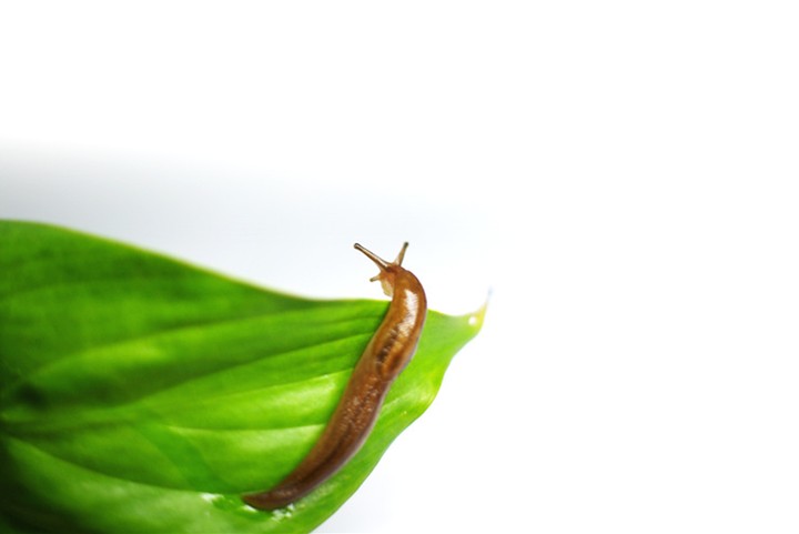 Snail