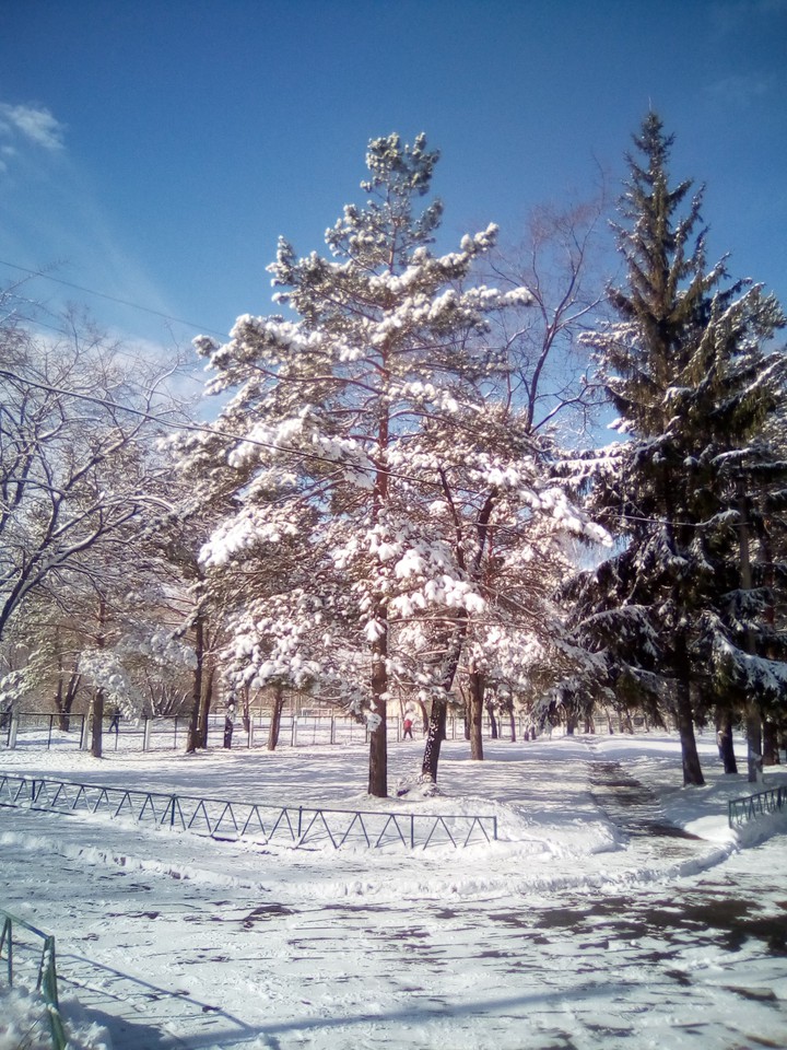 Сосна