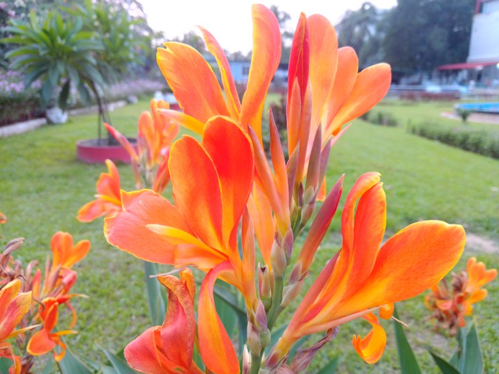 flower