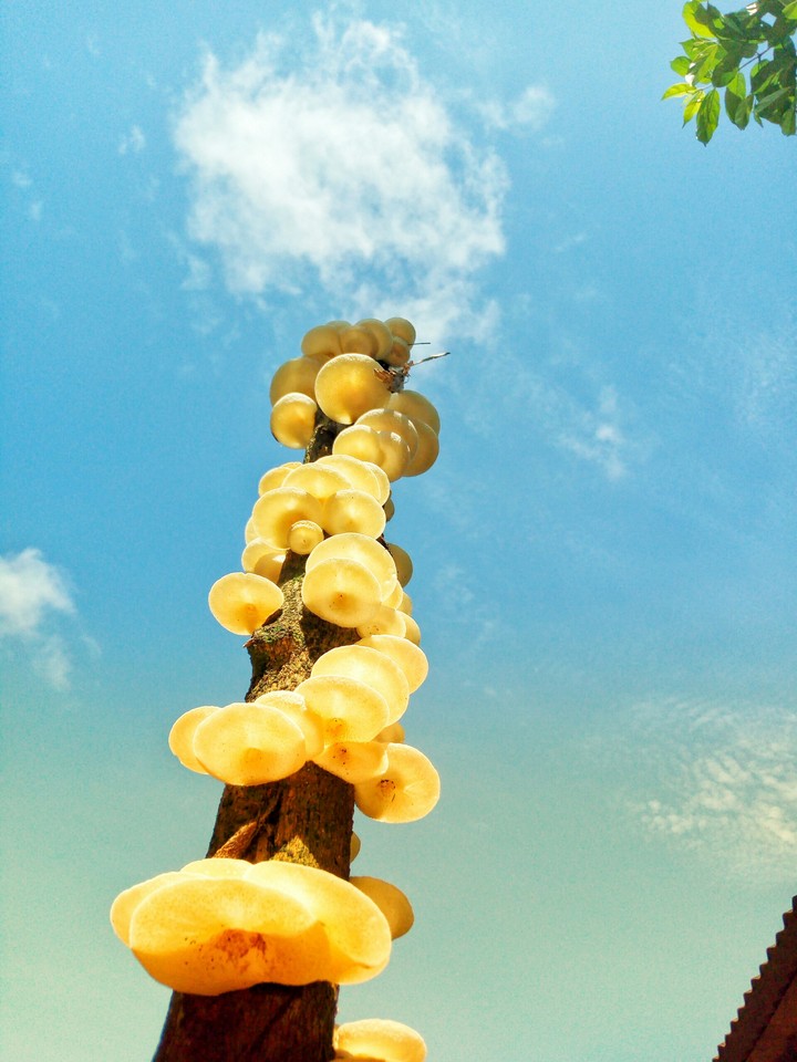 mushrooms
